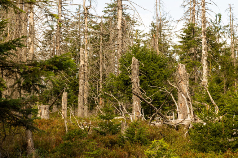 Foto aus dem Nationalpark Schwarzwald