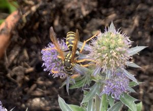 Haus-Feldwespe und Fachblatt-Mannstreu
