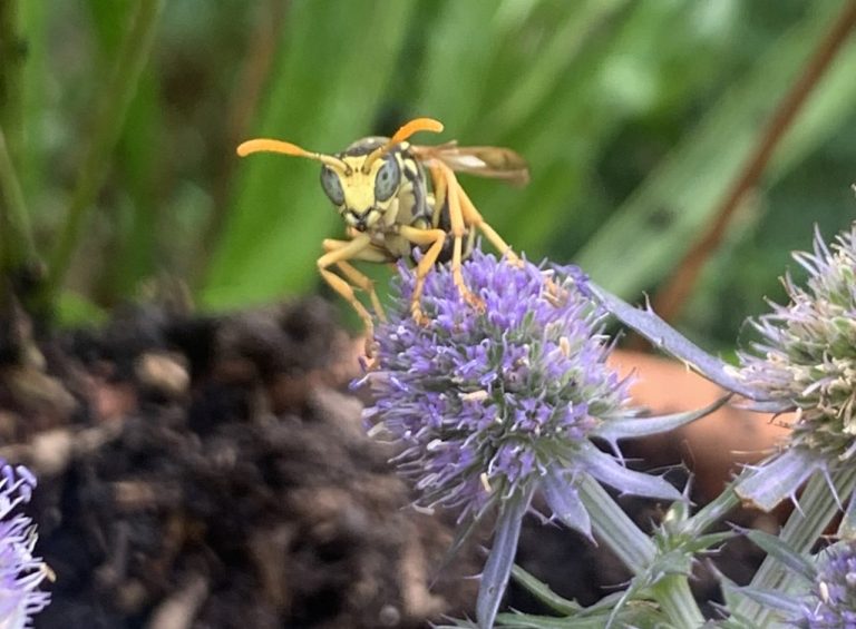 Haus-Feldwespe Fachblatt-Mannstreu