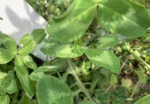 Grüner Scheinbockkäfer Roter Wiesenklee