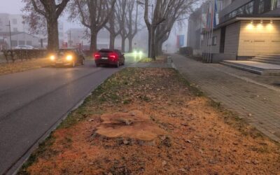 Baumfällungen in Offenburg