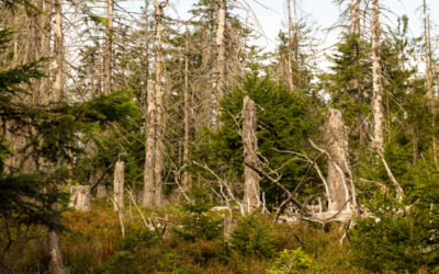 Foto aus dem Nationalpark Schwarzwald