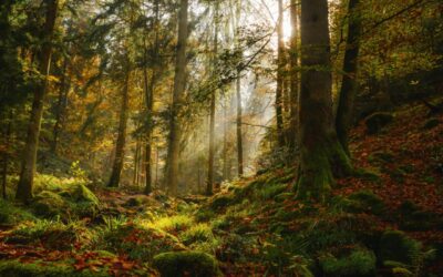 Siegerfoto beim Naturpark-Fotowettbewerb