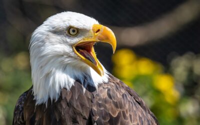 Seeadler